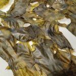 三浦半島の海の恵をお取り寄せ｜長井水産【公式】